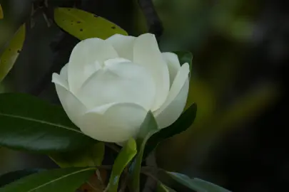 Why Buy Evergreen Magnolias from The Plant Company?