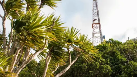 Is It Illegal To Cut Down Cabbage Trees In NZ?