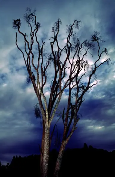 Why Is My Cabbage Tree Dying?