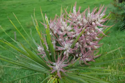 Do Cabbage Tree Flowers Smell?