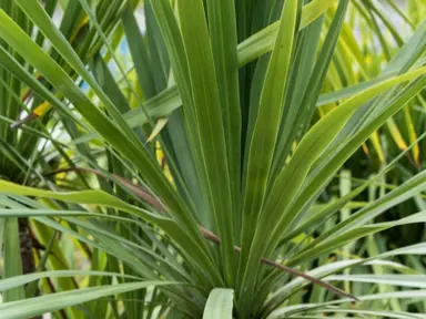 How To Care For Cabbage Tree.