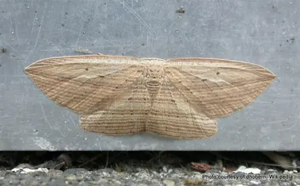 Cabbage Tree Moth Information.