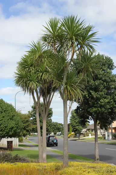 Are Cabbage Trees Protected In Auckland?