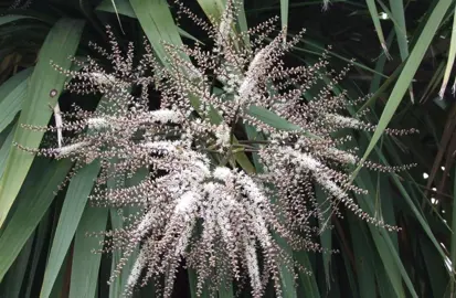 When Do Cabbage Trees Flower?