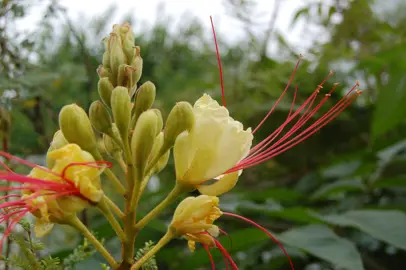 Bird Of Paradise Caesalpinia gilliesii Information.