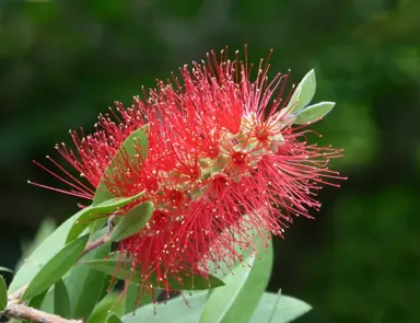 Callistemon Care For The First Year.