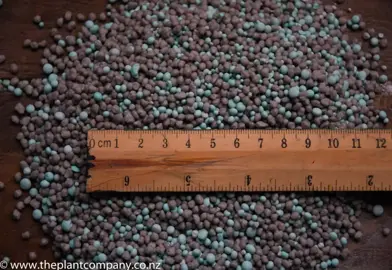 What to Feed Your Bottlebrush.