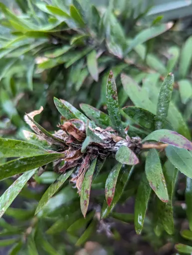 Help! Why Is My Bottlebrush Unhappy? (3 Common Problems Solved).