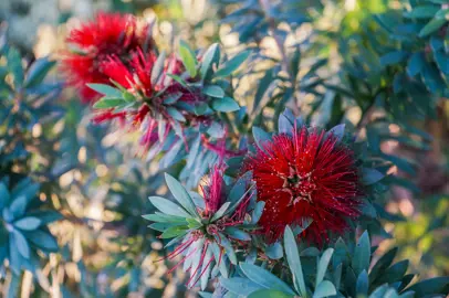 How and When to Prune for a Fuller Plant and More Flowers.