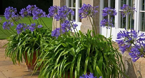 Can You Grow Agapanthus In Pots?