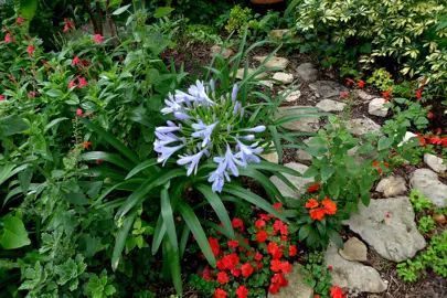 Can Agapanthus Grow In The Shade?