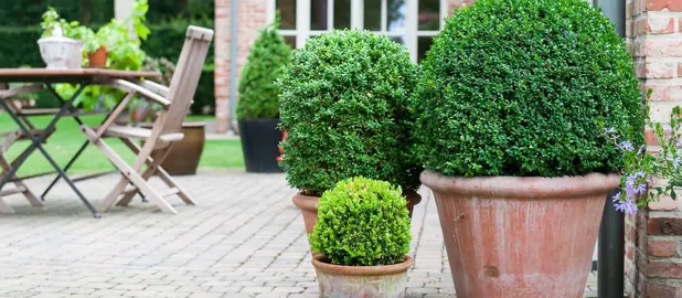 Can You Grow Buxus In Pots?