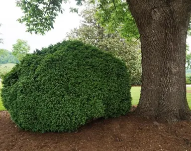 Can Buxus Grow In The Shade?