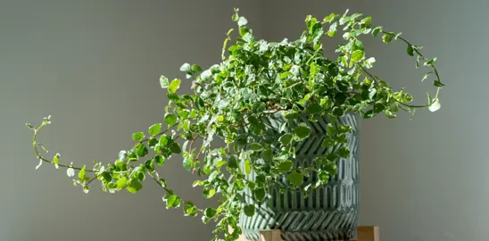 Can You Grow Ficus Pumila In A Pot?