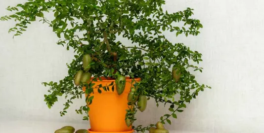 Can You Grow Finger Limes In Pots?