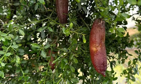 Can Finger Limes Grow In The Shade?