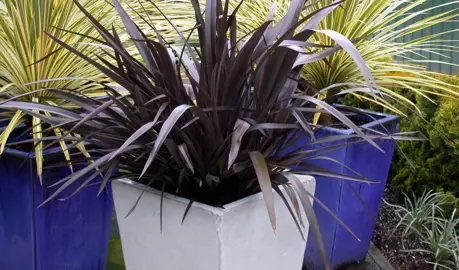 Can Flax Be Grown In Pots? .