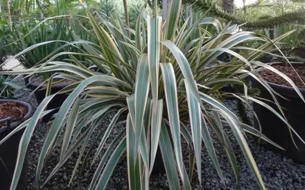 Can Flax Bushes Grow In Shade?