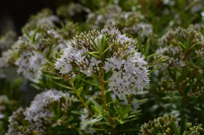 Can Hebes Grow In The Shade?