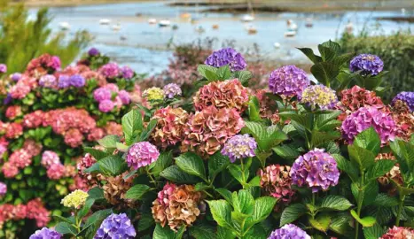 Can Hydrangeas Be Grown In Coastal Environments?