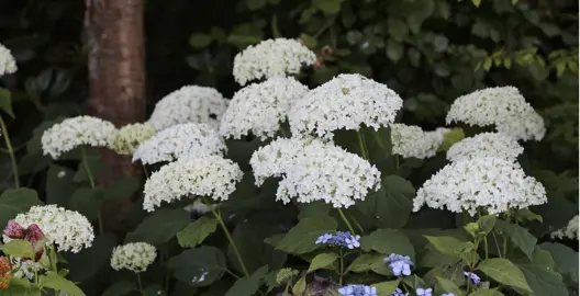 Can Hydrangeas Grow In Full Shade?