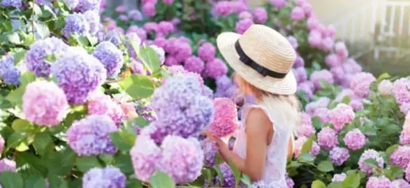 Can Hydrangeas Grow In Full Sun?