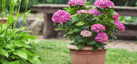 Can You Grow Hydrangeas In Pots?