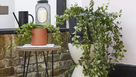Can You Grow Ivy In Pots?