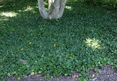 Can Ivy Grow In Shade?