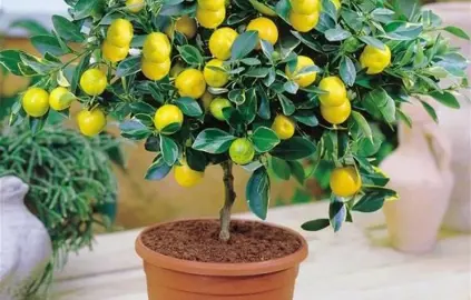 Can You Grow Lemons In A Pot?