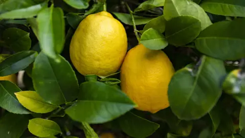 Can Lemons Grow In The Shade?