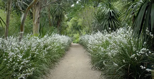 Can Libertia Grow In The Shade? .