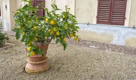 Can You Grow Limes In A Pot?