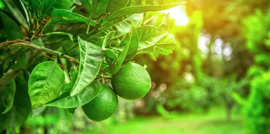 Can Limes Grow In The Shade?