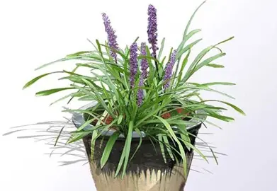 Can Liriope Be Grown In Pots?