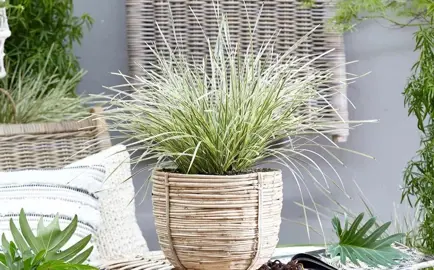 Can You Grow Lomandra In Pots?