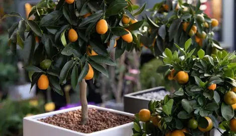 Can You Grow Mandarins In A Pot?