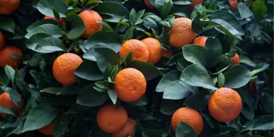 Can Mandarins Grow In The Shade?