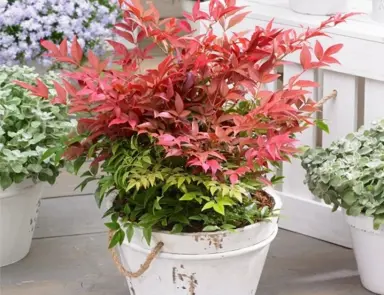 Can You Grow Nandinas In Pots?