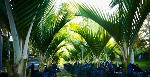 Can Nikau Palms Grow In The Shade?