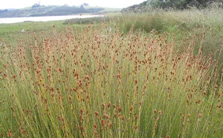 Can OiOi Be Grown In Coastal Environments?