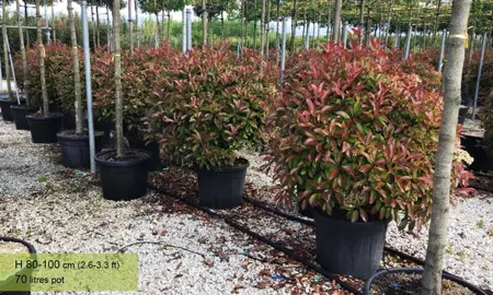 Can You Grow Photinia In Pots?