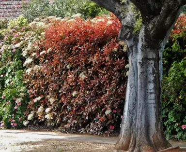 Can Photinia Grow In The Shade?