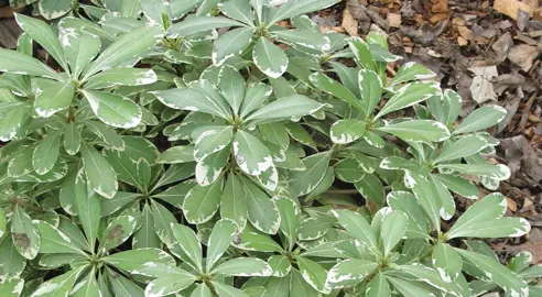 Can Pittosporums Grow In Shade?