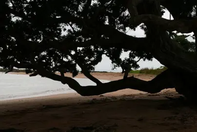 Can Pohutukawa Grow In The Shade?