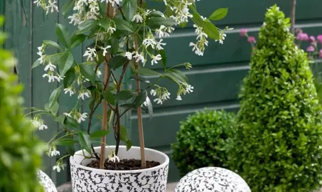 Can Star Jasmine Grow In Pots?
