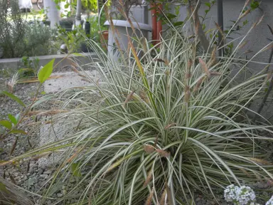 Carex Plant Care.
