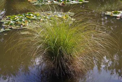 Caring for Carex secta.