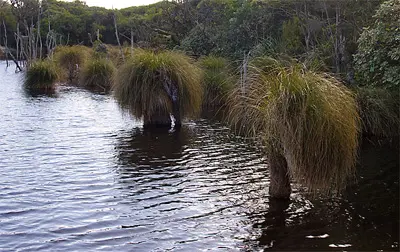 What are the Carex secta common names?
