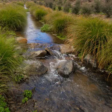 Landscaping with Carex secta.